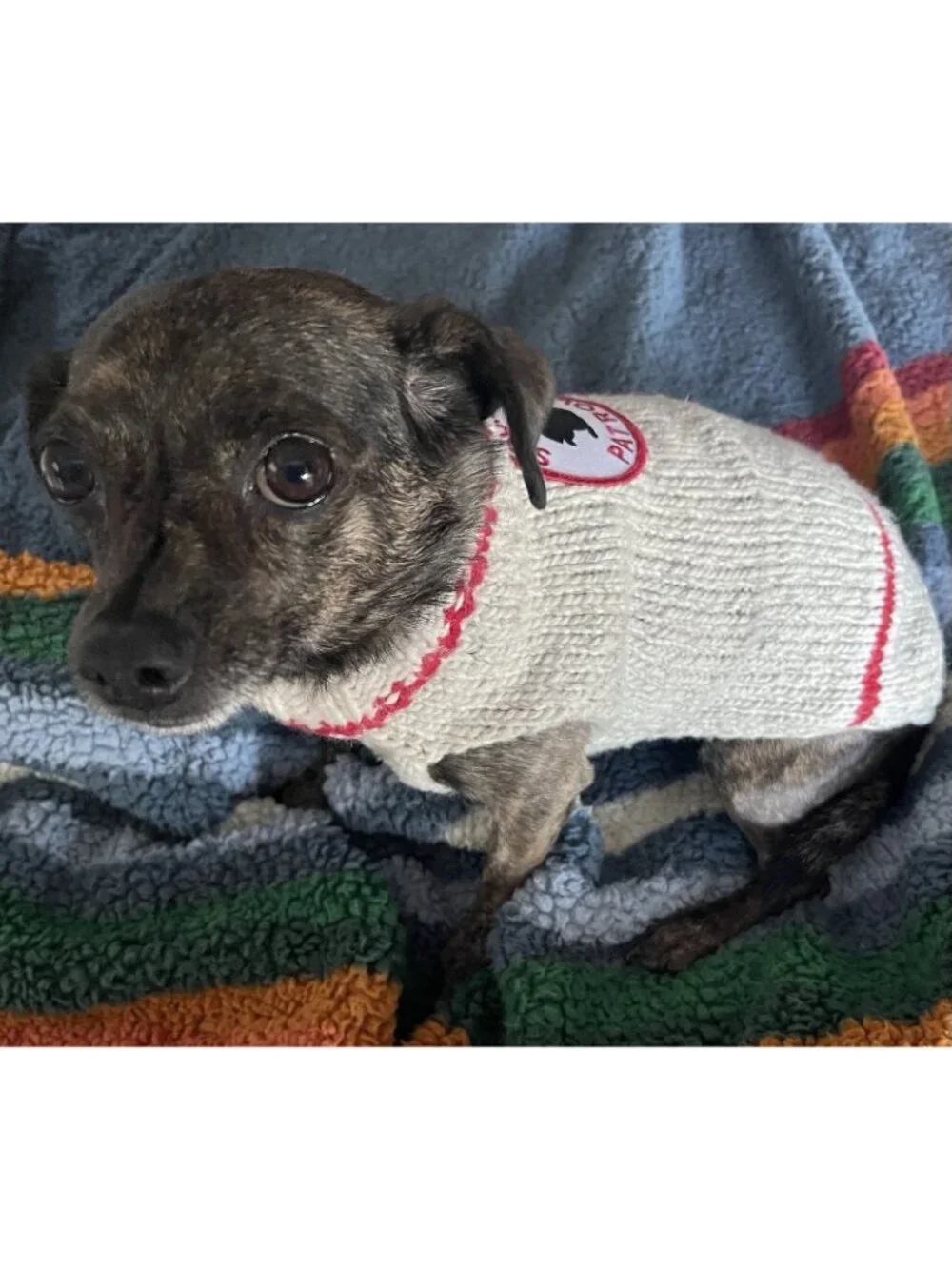 Chilly Dog Squirrel Patrol 100% Wool Hand Knit Dog Sweater Gray Red 14